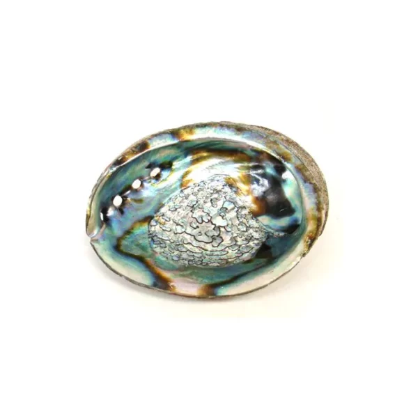 Image of Abalone Shell 12-15 cm